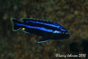 Melanochromis loriae 'Chirwa Island'